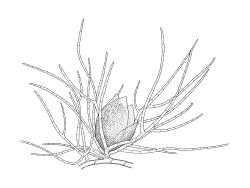 Ephemeropsis trentepohlioides, protonema with perigonium. Drawn from A.J. Fife 7340, CHR 406491.
 Image: R.C. Wagstaff © Landcare Research 2017 